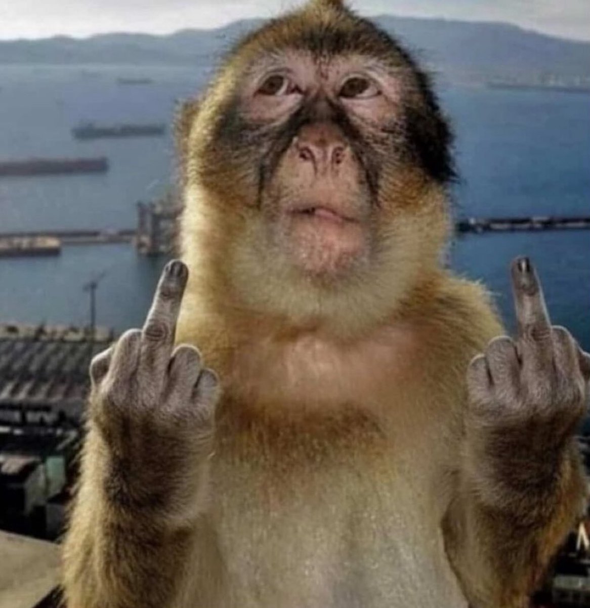 MonkeyFingers tweet media