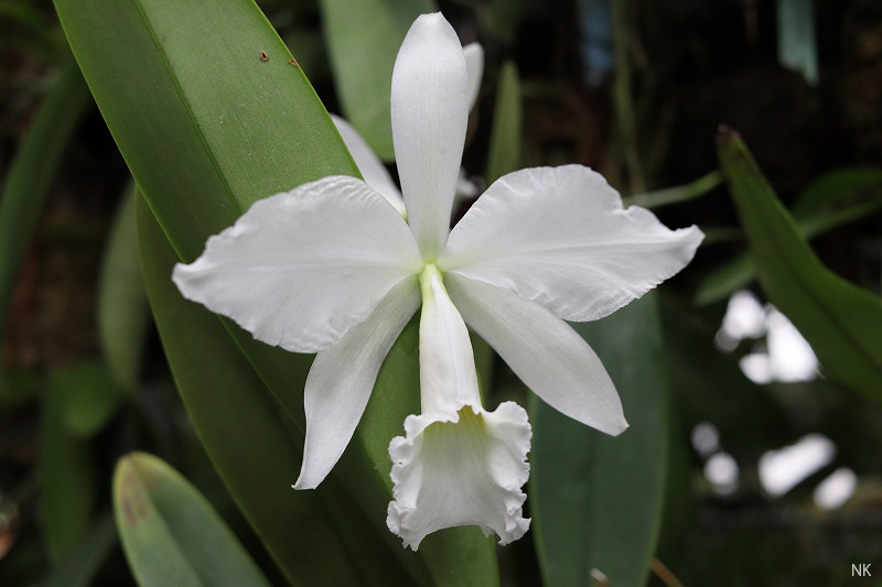 天空の花 NK】 (@nknk81191345) / Posts / X