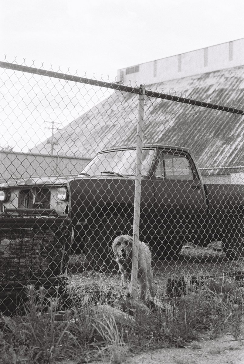 strapoff_'s tweet photo. More 35mm scans straight from da shop https://t.co/1r7bPWvFzo