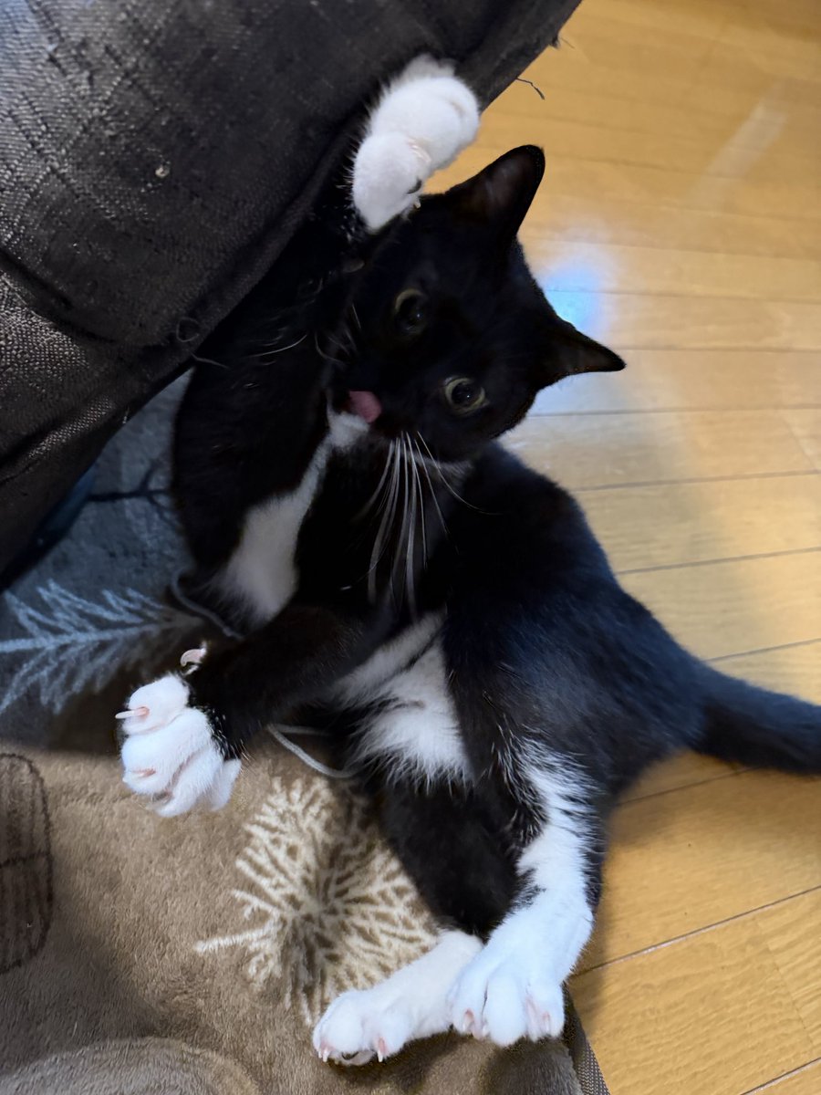 めぐ様確認ページ ㊗️『めぐみとつぐみ7️⃣』発売＆配信おめでとう