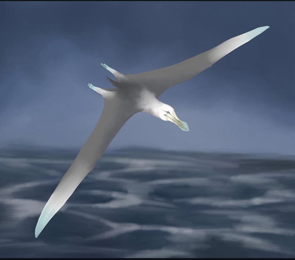 All0_Vera's tweet photo. Holy aura so many pterosaurs (bc I forgot to post) here’s days 6, 5, 4, and 3 for #pterovember featuring #huaxipterus #arthurdactylus #ferrodraco and #hatzegopteryx !!!! https://t.co/CLDbWRd2dM