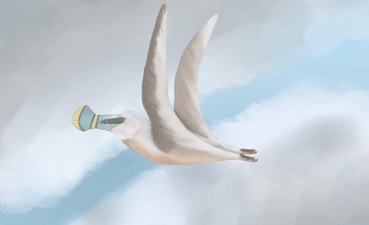 All0_Vera's tweet photo. Holy aura so many pterosaurs (bc I forgot to post) here’s days 6, 5, 4, and 3 for #pterovember featuring #huaxipterus #arthurdactylus #ferrodraco and #hatzegopteryx !!!! https://t.co/CLDbWRd2dM