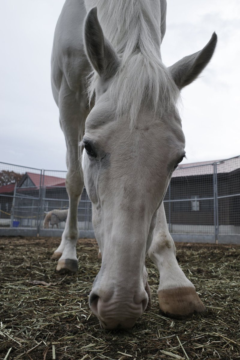 イタリー 跳ね馬 希少 非売品 フェラーリ 石板 彫刻 跳ね馬 ゴールド