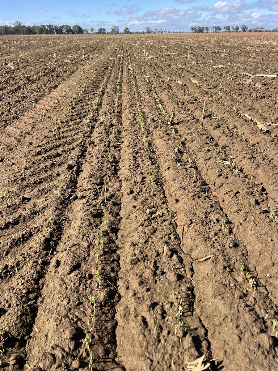 After its second flush C26 rice is visible 🌾 <a href="/RiceExtension/">Rice Extension</a> #matilda