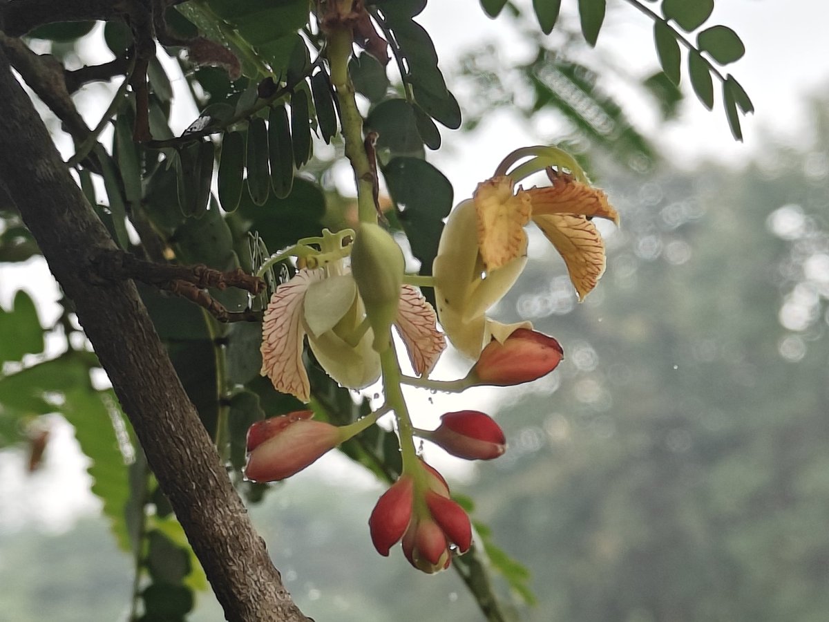The shopkeeper told that it's a sweet #Tamarind variety. And I planted it around 7-8 years ago. 
Today had the first fruit and it's the "Sourest of Sour" Tamarind that I ever had.
Nevertheless, very happy to see that it's fruiting abundantly 🍀🌿