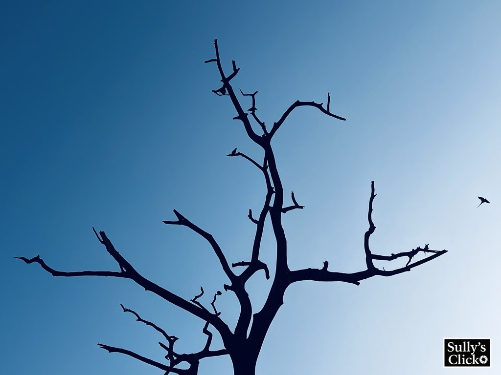 IlliasulK's tweet image. “ When life strips you bare, rise anyway — even the tree without leaves paints poetry against the sky”

#Sullysclick #Sullysrounds #morningroutine #morningwalk #inspirational #Photography #Nature #MorningVibes #MindfulMoments #ArtOfSeeing #SullysClicks #RheumTwitter #MedTwitter…