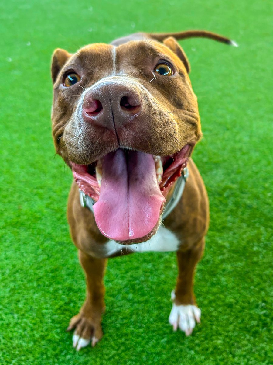 Meet Biscotti | 2-yrs-old | 38 lbs. | Sweet, smart, and full of energy!

Biscotti is the perfect blend of sugar and spice! 💛 She is ready to bring joy, adventure, and plenty of love to her forever home! 🐾

#wacotx #petcirclewaco #offthecircle #adoptdontshop #fosteringsaveslives