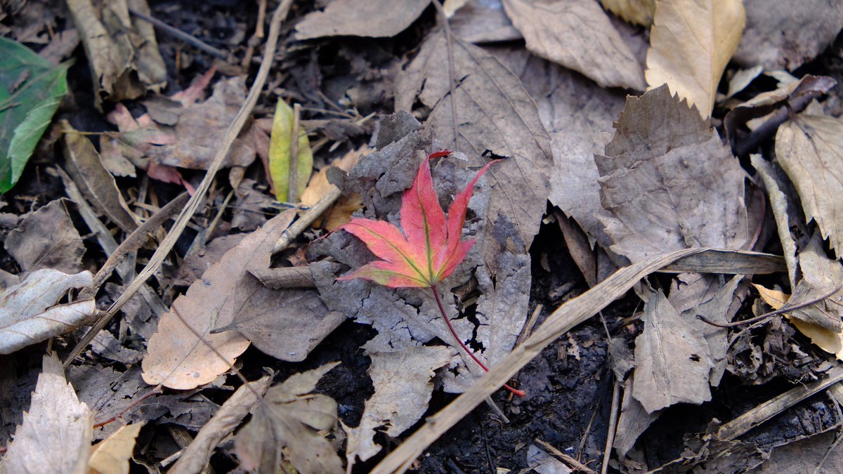 もみじ
  📸    X-T5
 レンズ   XF18-55mm F2.8-4 R LM OIS
#カメラ #カメラ初心者 
 #カメラ好きな人と繋がりたい 
 #東京カメラ部
 #fujifilm  #fujifilmxseries 
 #キリトリセカイ  #ファインダー越しの私の世界