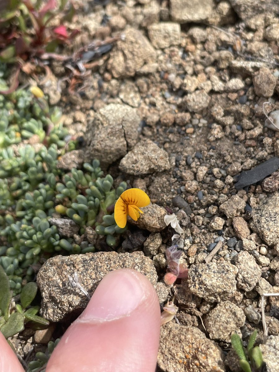 afitxex's tweet image. “Me va mal con las chiquillas porque soy sincero”.