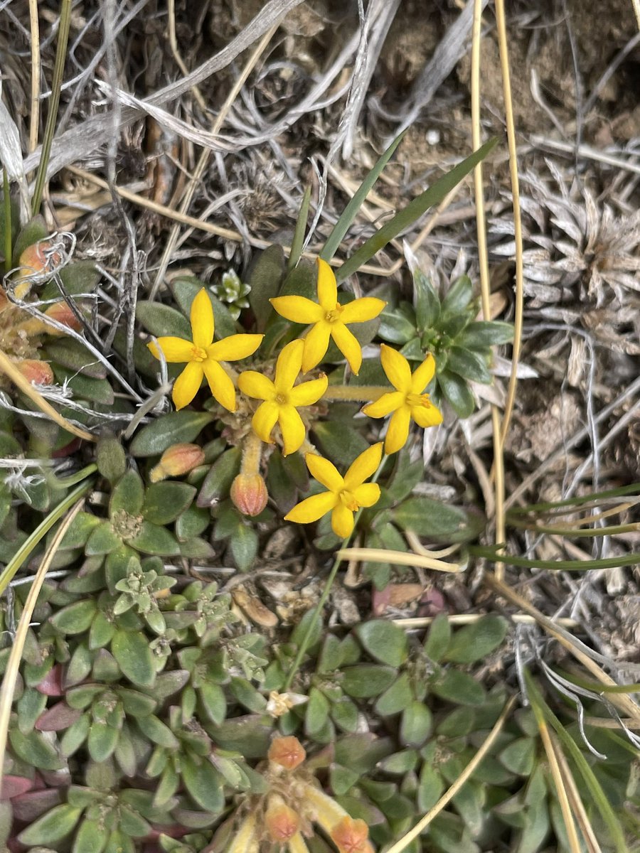 afitxex's tweet image. “Me va mal con las chiquillas porque soy sincero”.