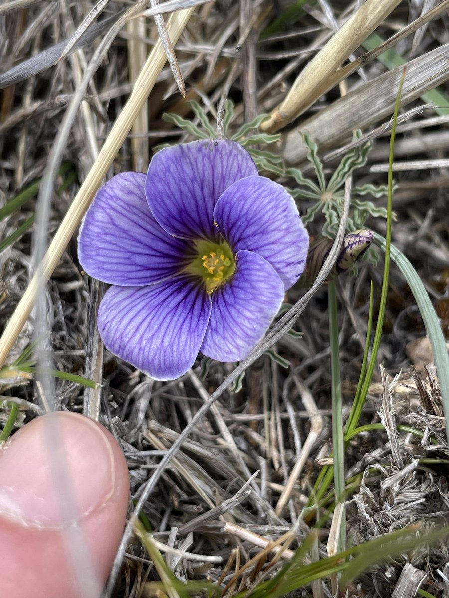 afitxex's tweet image. “Me va mal con las chiquillas porque soy sincero”.