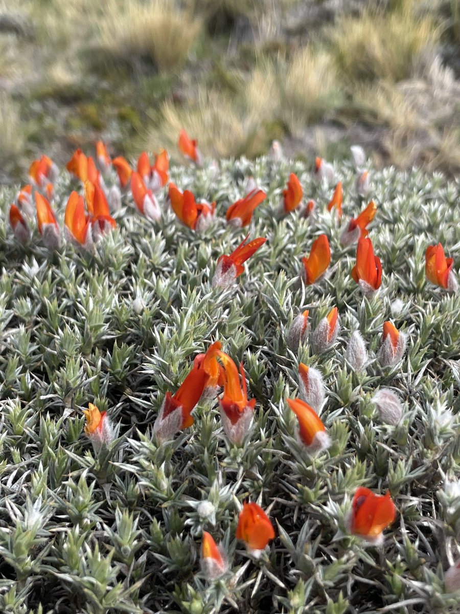 afitxex's tweet image. “Me va mal con las chiquillas porque soy sincero”.