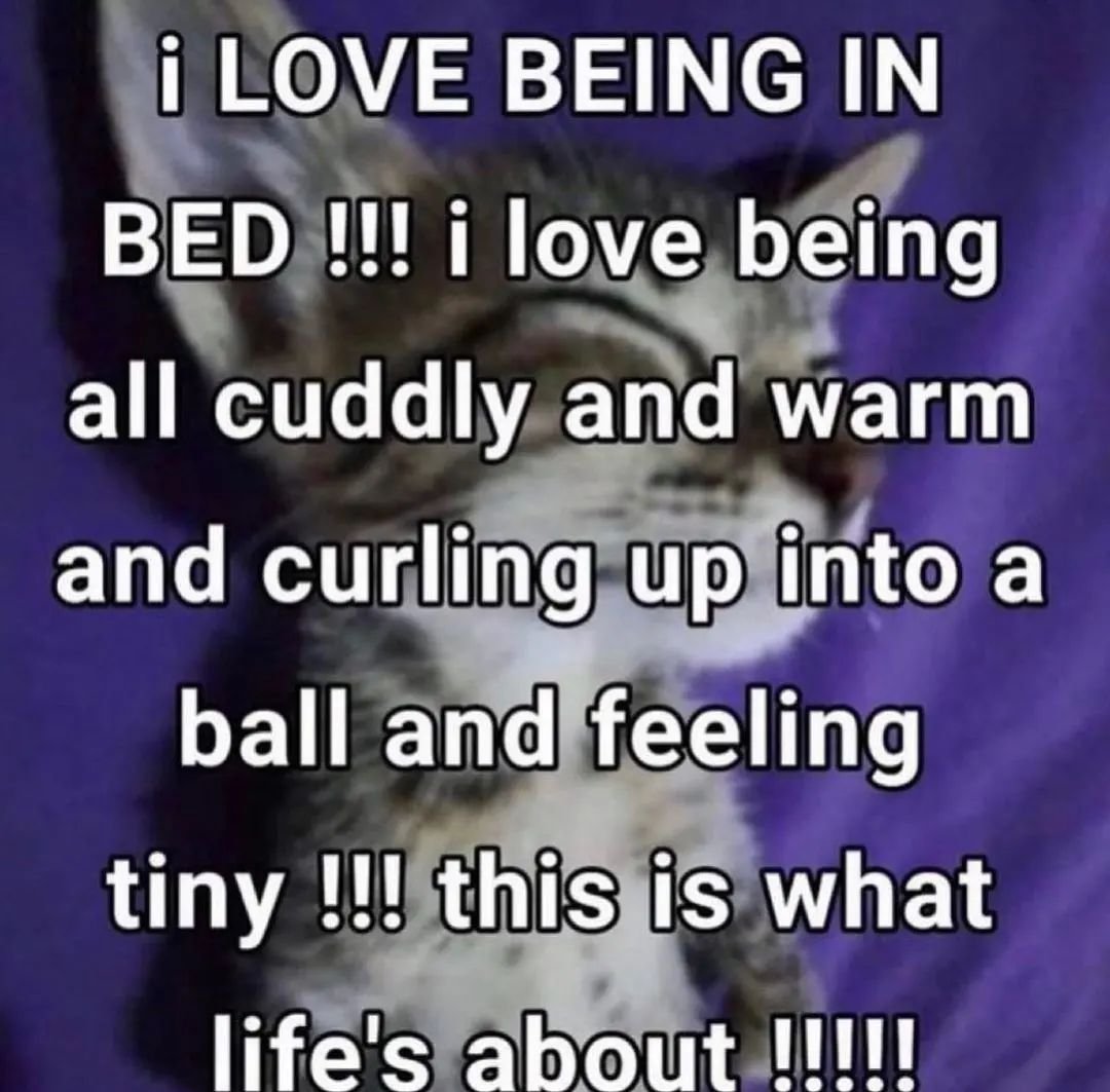 PunchingCat's tweet image. 