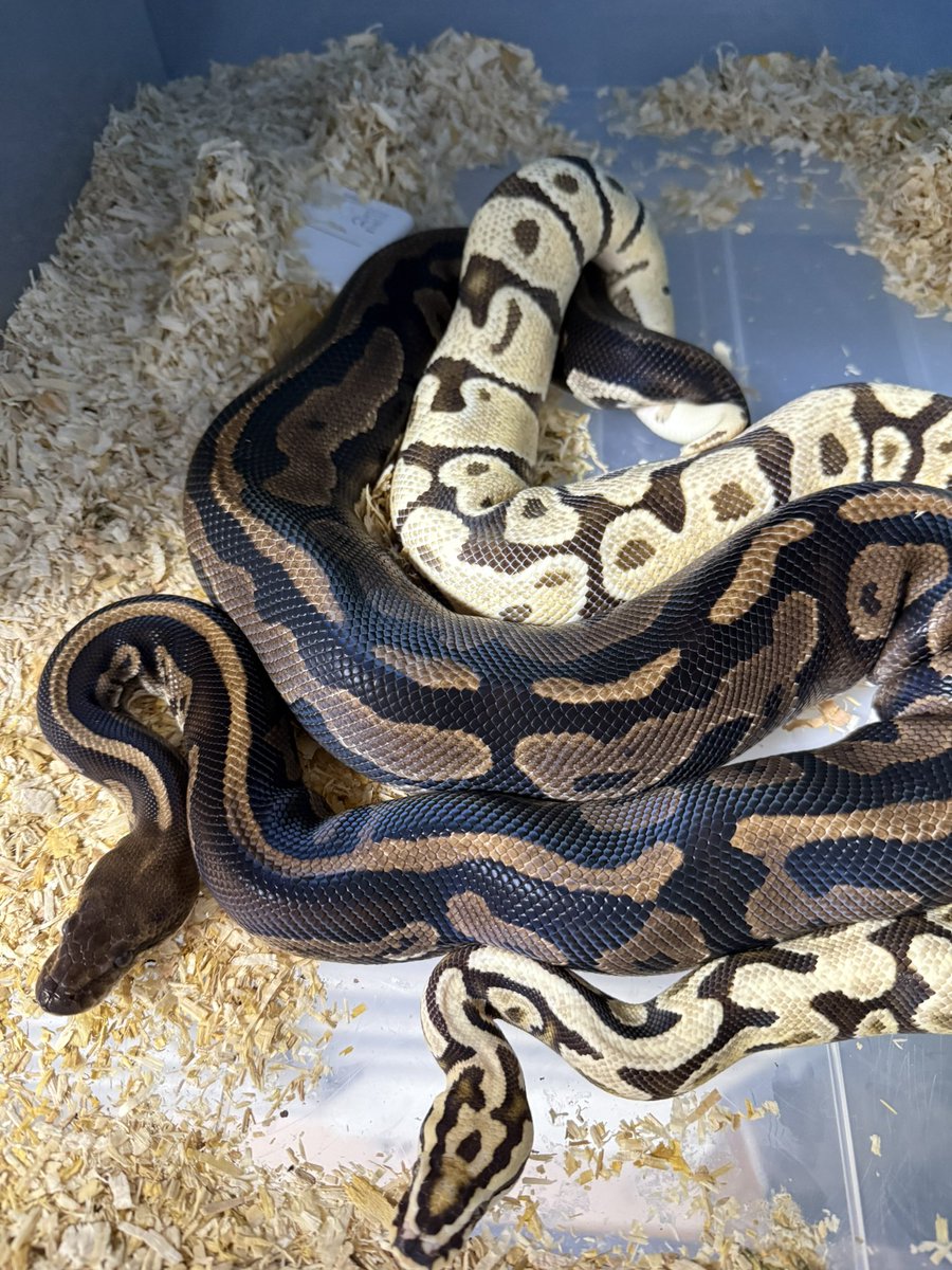 MKK36551722's tweet image. 指切り🤞

1.0 OD Fire Spotnose Lace het Clown × 0.1 Mahogany Leopard het Clown

1.0 YB Fire Clown × 0.1 Pastel Confusion het Clown

#SWAGBaller
#MilbradtCaponettoPythons
#vbp
#IRESReptiles
#ボールパイソン