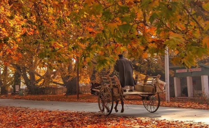 ShoaibSamad6's tweet photo. Fall in love with the season, fall in love with Kashmir...❤️🍂🍁
#KashmirDiaries #AutumnVibes #FallInKashmir #NatureLovers #TravelGram
#IncredibleKashmir
#KashmirTourism
#TravelKashmir https://t.co/61CnEknifm