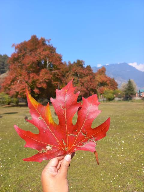ShoaibSamad6's tweet photo. Fall in love with the season, fall in love with Kashmir...❤️🍂🍁
#KashmirDiaries #AutumnVibes #FallInKashmir #NatureLovers #TravelGram
#IncredibleKashmir
#KashmirTourism
#TravelKashmir https://t.co/61CnEknifm