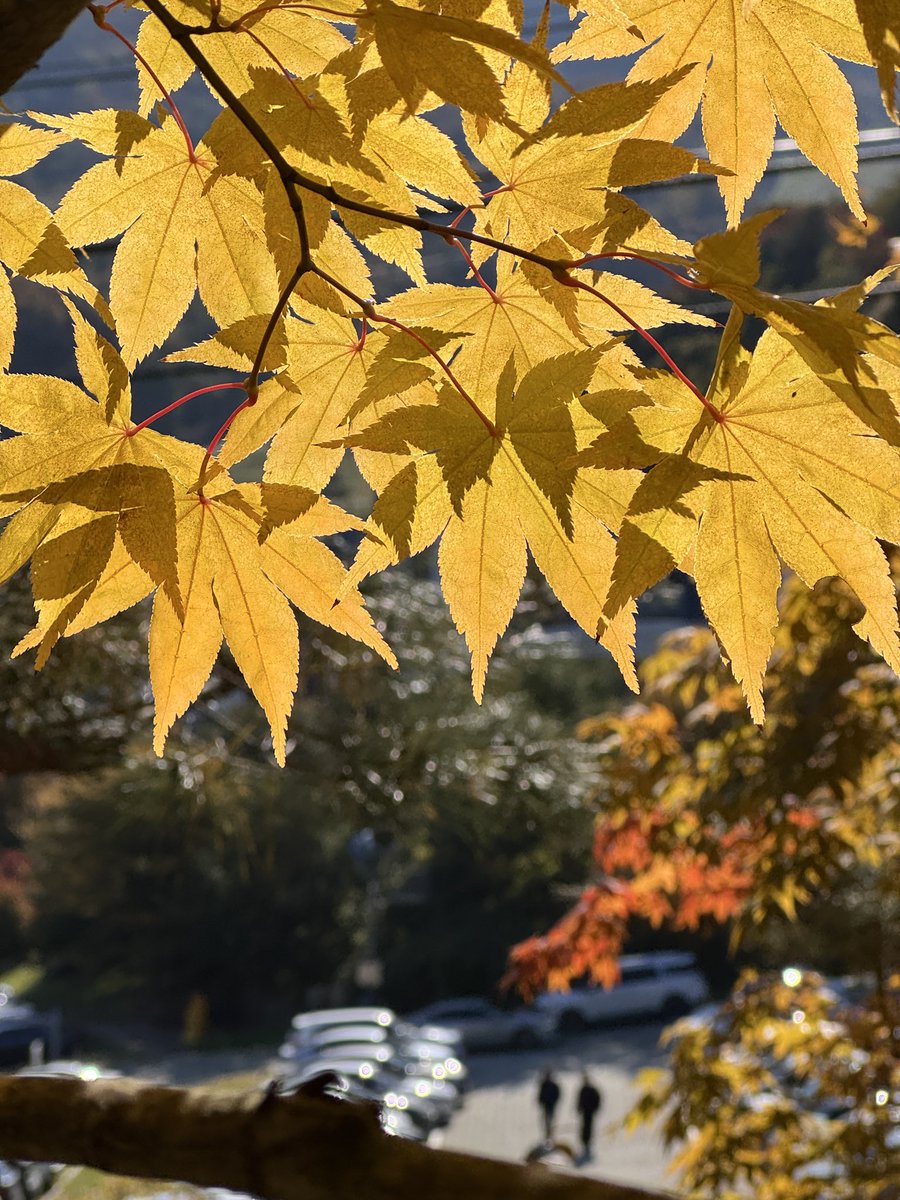 Wikarus21's tweet image. 단풍 구경하러 화담숲 다녀왔네요
올해는 작년 보다 확실히 단풍은 잘 들어서 보는 멋이 좋네요.
날씨도 좋고 산책겸 머리도 식히고 아주 좋아요.

@riverdotinc @river4fun

다들 리버단 하느라 고생하지만 주말엔 여유 있게 지내보죠 ㅎ