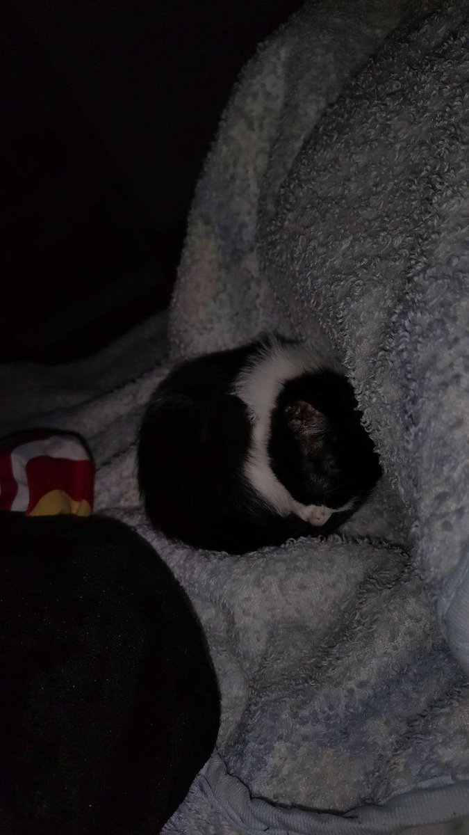 coquitozu's tweet image. bro is bolita, t amo zima