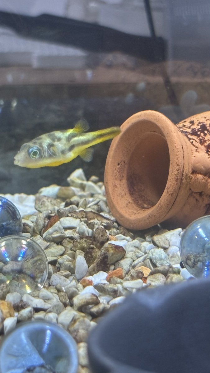 ←これが   こうなりましたよ→