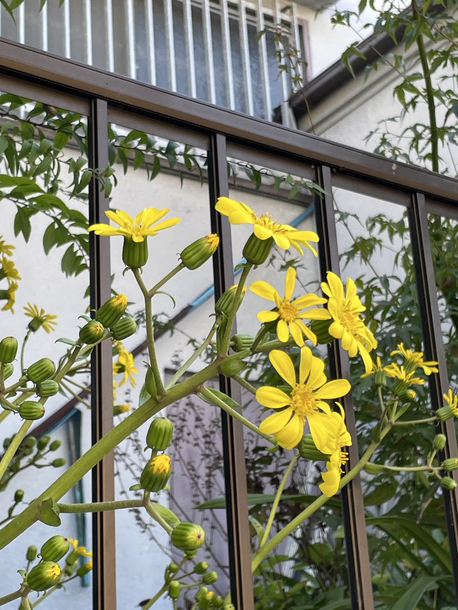 もーちまちゃん on X