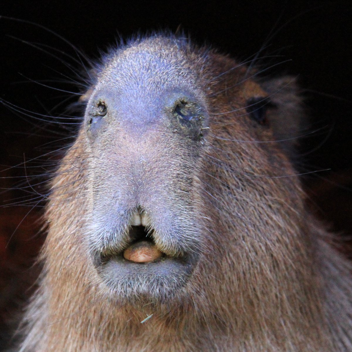 カピバラページ どりーむまっぷ_A_J on X