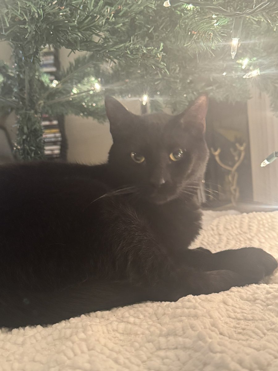 Binky loves the Christmas tree