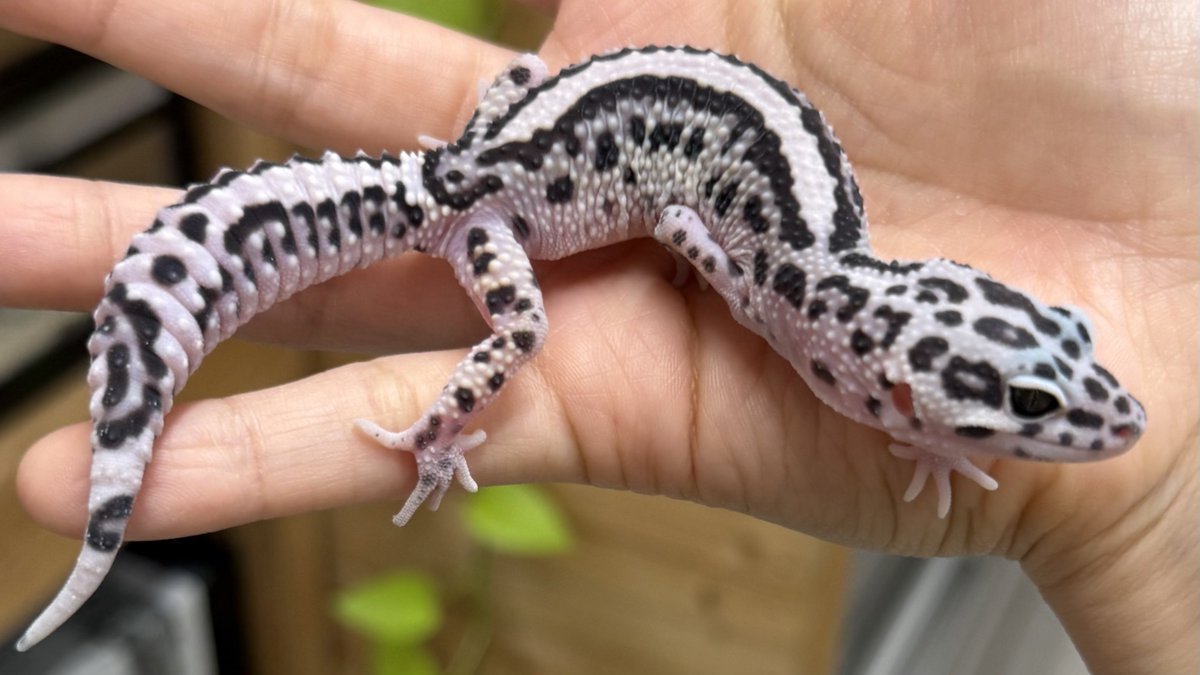 爬虫類倶楽部中野本店 本アカウント on X