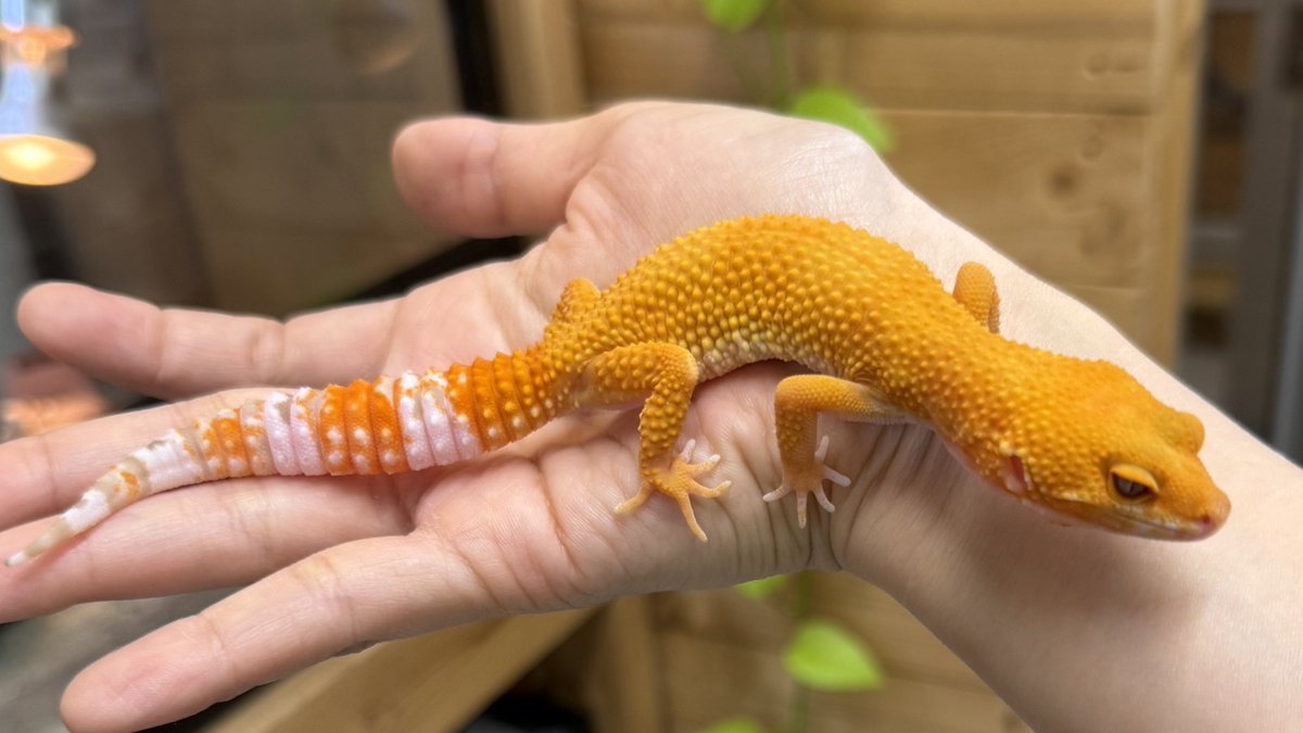 レオパ野郎 爬虫類倶楽部中野本店 本アカウント on X