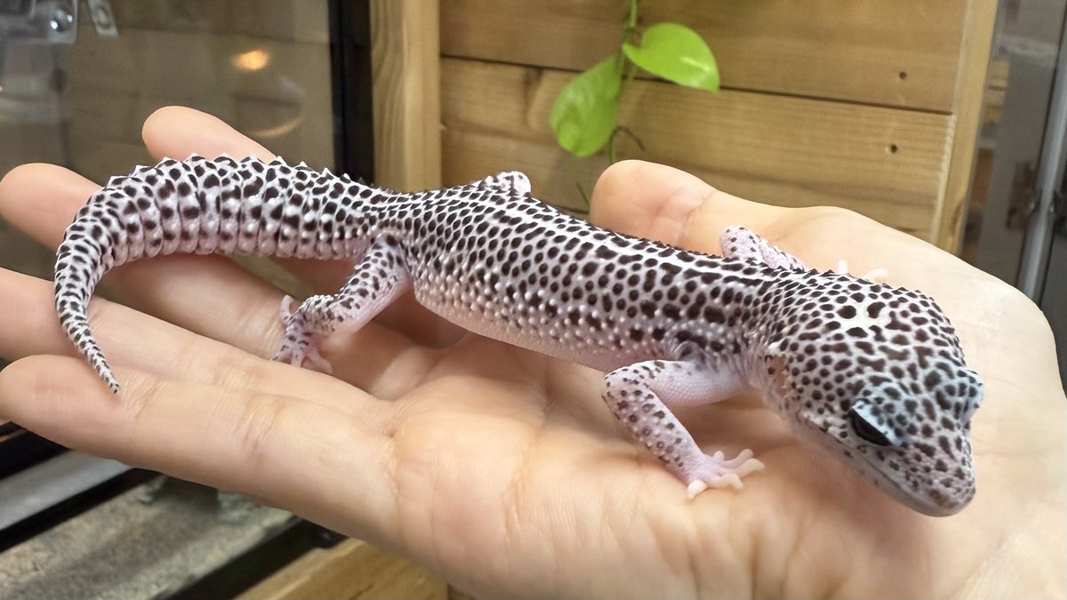 爬虫類倶楽部中野本店 本アカウント on X