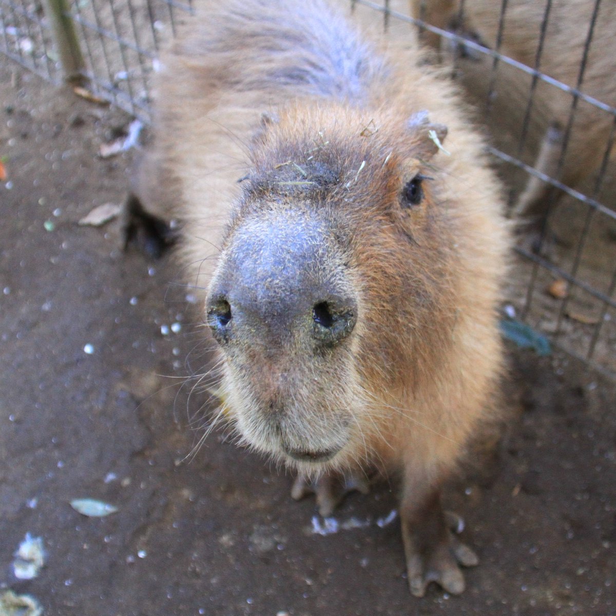 どりーむまっぷ_A_J on X