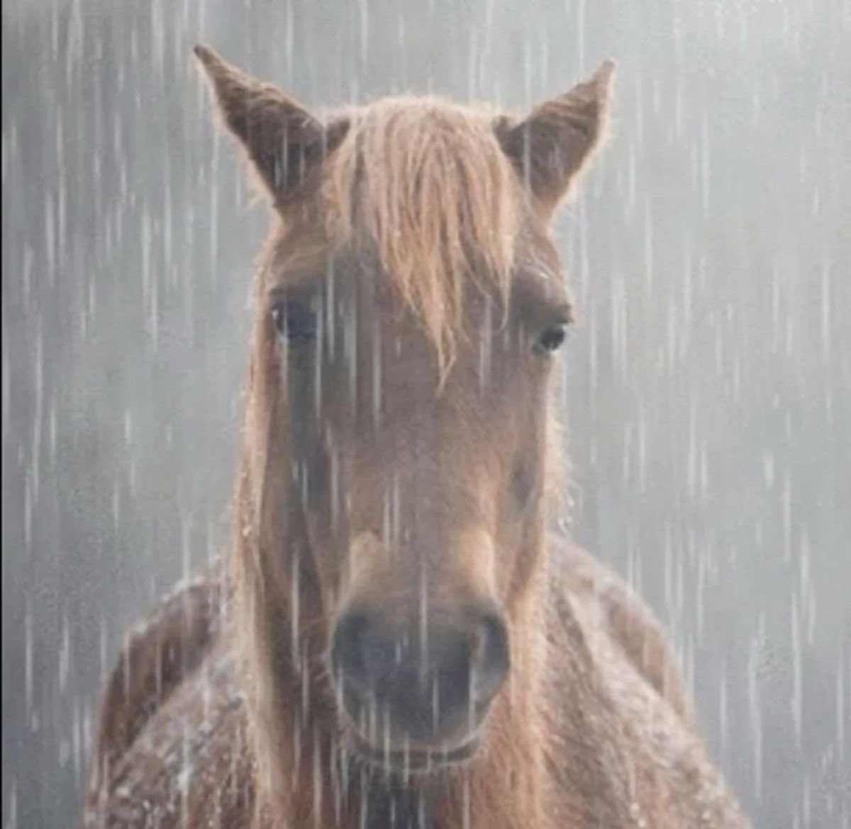 pienso todo el tiempo en pizarnik escribiendo que ella morirá mil veces para poder recibir amor sin perdirlo