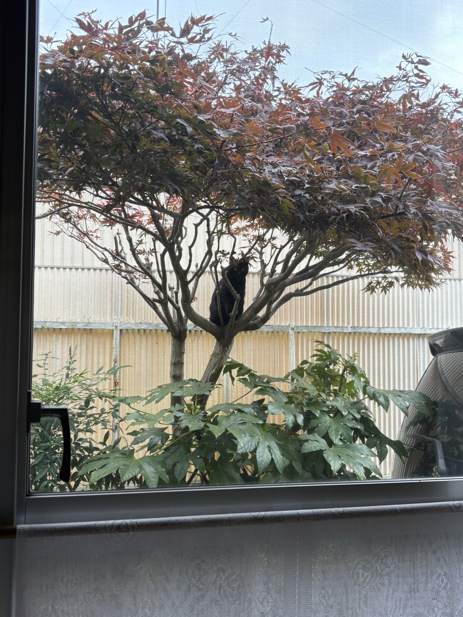 cor2nd's tweet image. フクロウにでも
なったつもりかな