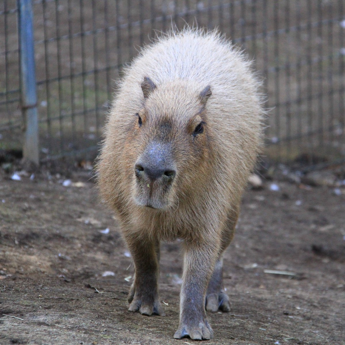 どりーむまっぷ_A_J on X