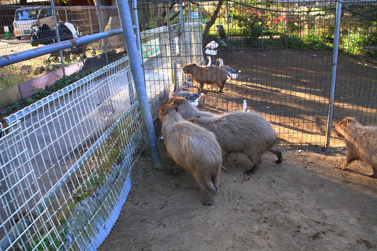 どりーむまっぷ_A_J on X