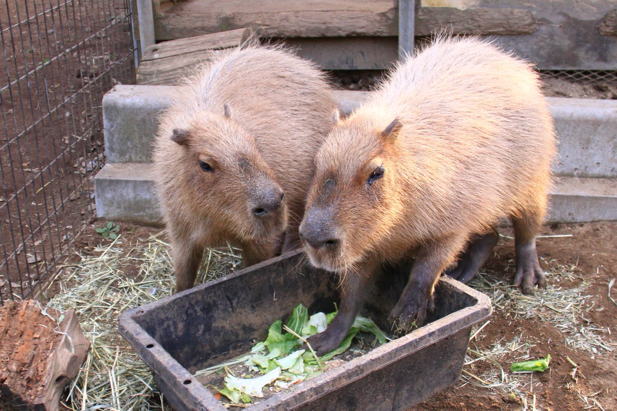 カピバラページ どりーむまっぷ_A_J on X