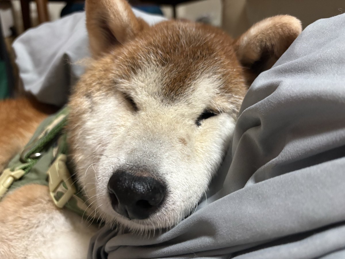 僕と添い寝しませんか？ おふとんverもございます🐶 #柴犬