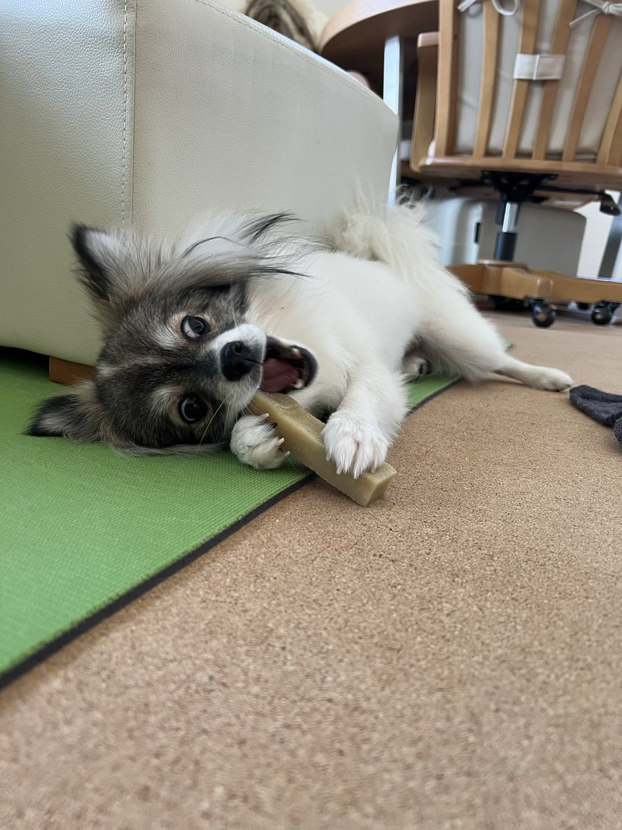 MKitapome's tweet photo. ←マッチングアプリで会う約束した犬
　実際に来た犬→ https://t.co/Y7fdD1DHqk