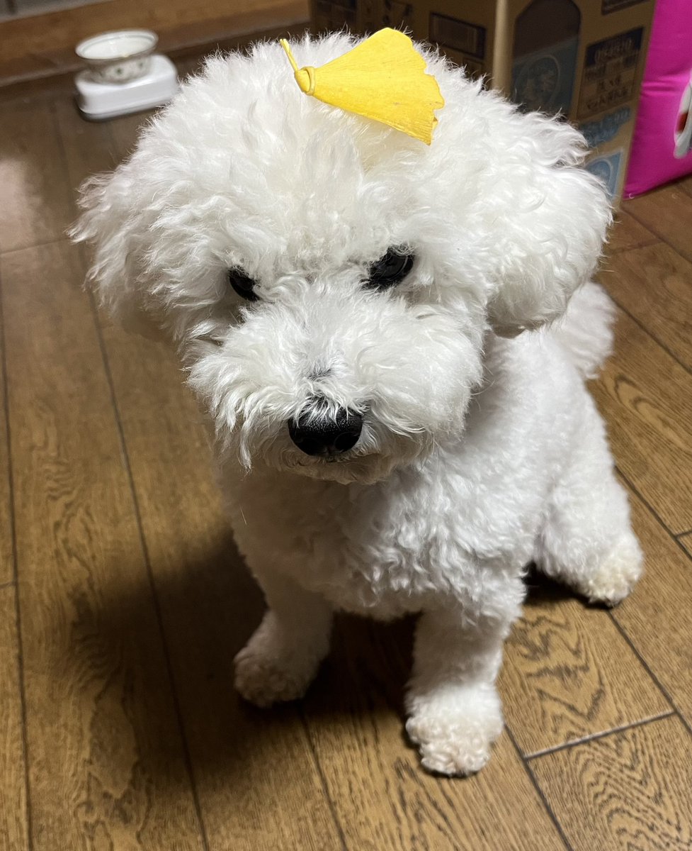 朗らかな犬 (@hogarakanainu) on Twitter photo 