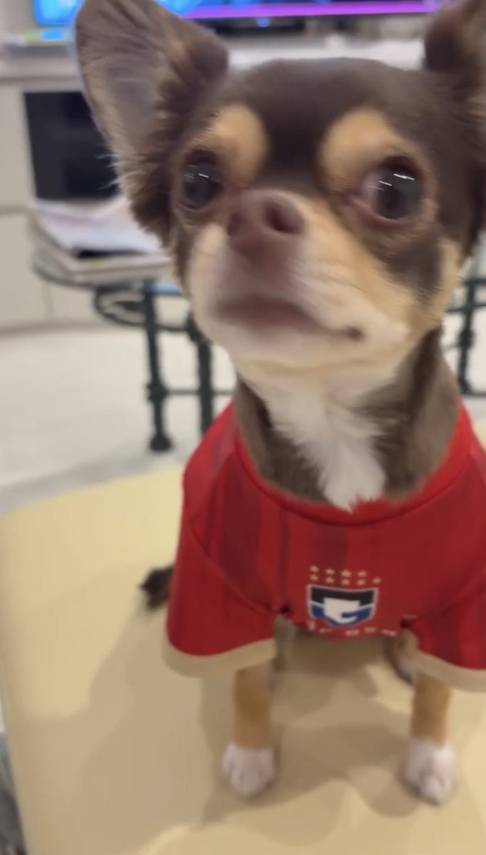 今年の犬用ユニフォーム届いた〜😆✨