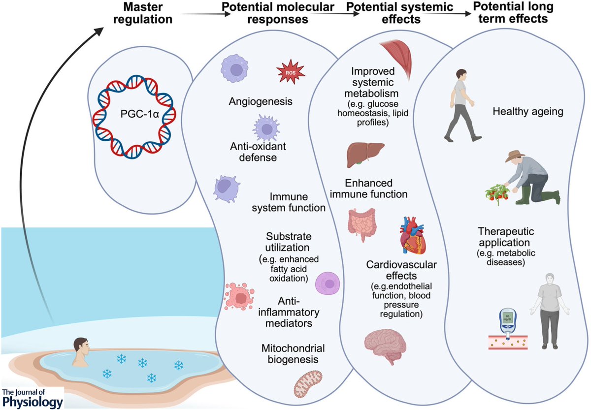 POTENCIALES EFECTOS BENEFICIOSOS PARA LA SALUD DE LA INMERSIÓN EN AGUA FRÍA La inmersión en agua fría estimula respuestas fisiológicas y moleculares que activan PGC-1α, favoreciendo la biogénesis mitocondrial, la oxidación de grasas, la angiogénesis y la defensa antioxidante.