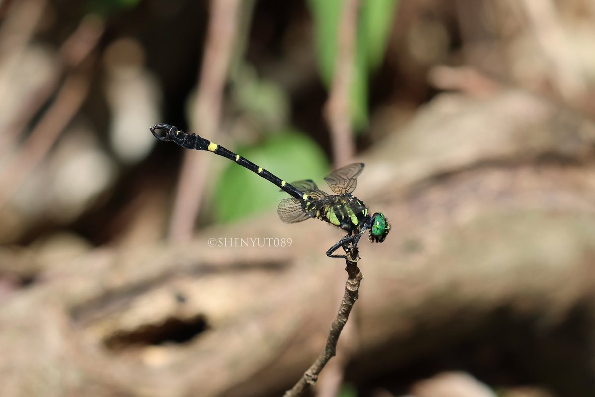 shenyut89's tweet photo. 驼峰环尾春蜓 Lamelligomphus camelus♂♀ https://t.co/bFBiIOu2z9