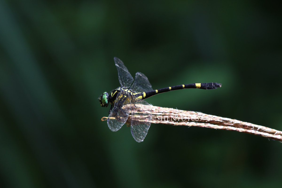 shenyut89's tweet photo. 驼峰环尾春蜓 Lamelligomphus camelus♂♀ https://t.co/bFBiIOu2z9