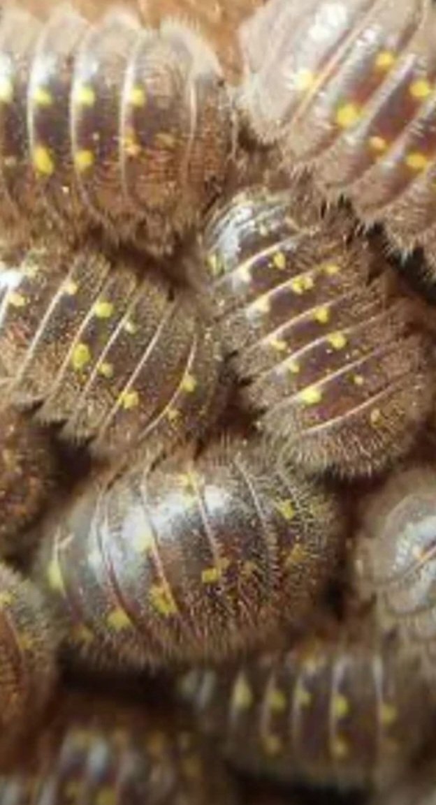 "Isopods arent fuzzy"

Some are 👀🩷