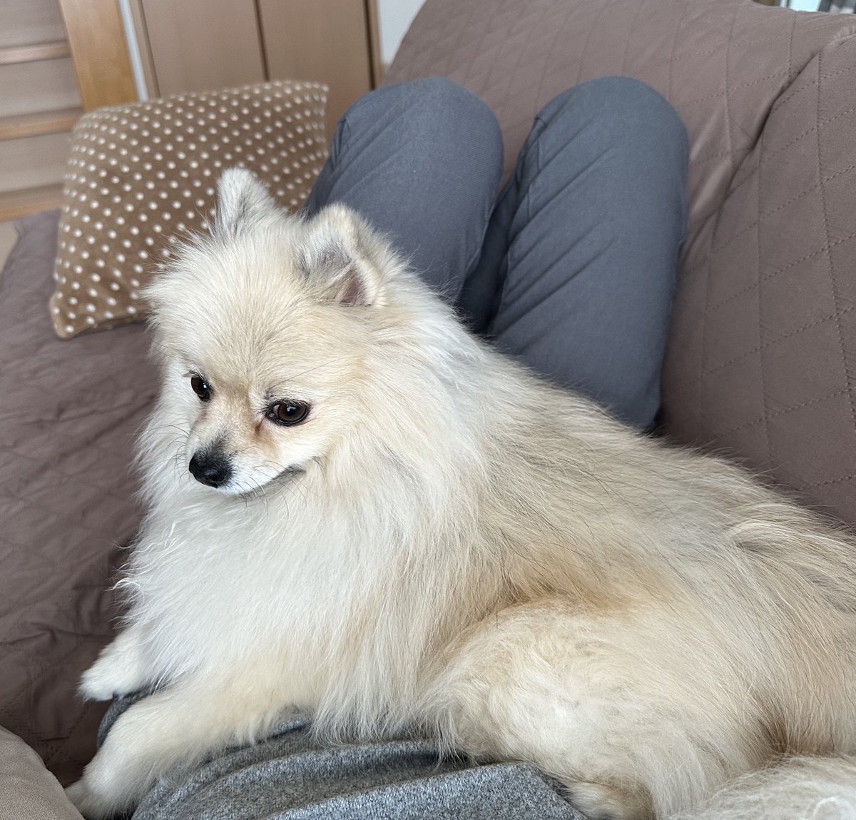 🐶いつまでソファで
　ゴロゴロしてるのー
🐶お腹に乗っちゃうもん　\ﾄﾞｶｯ/
 #ポメラニアン