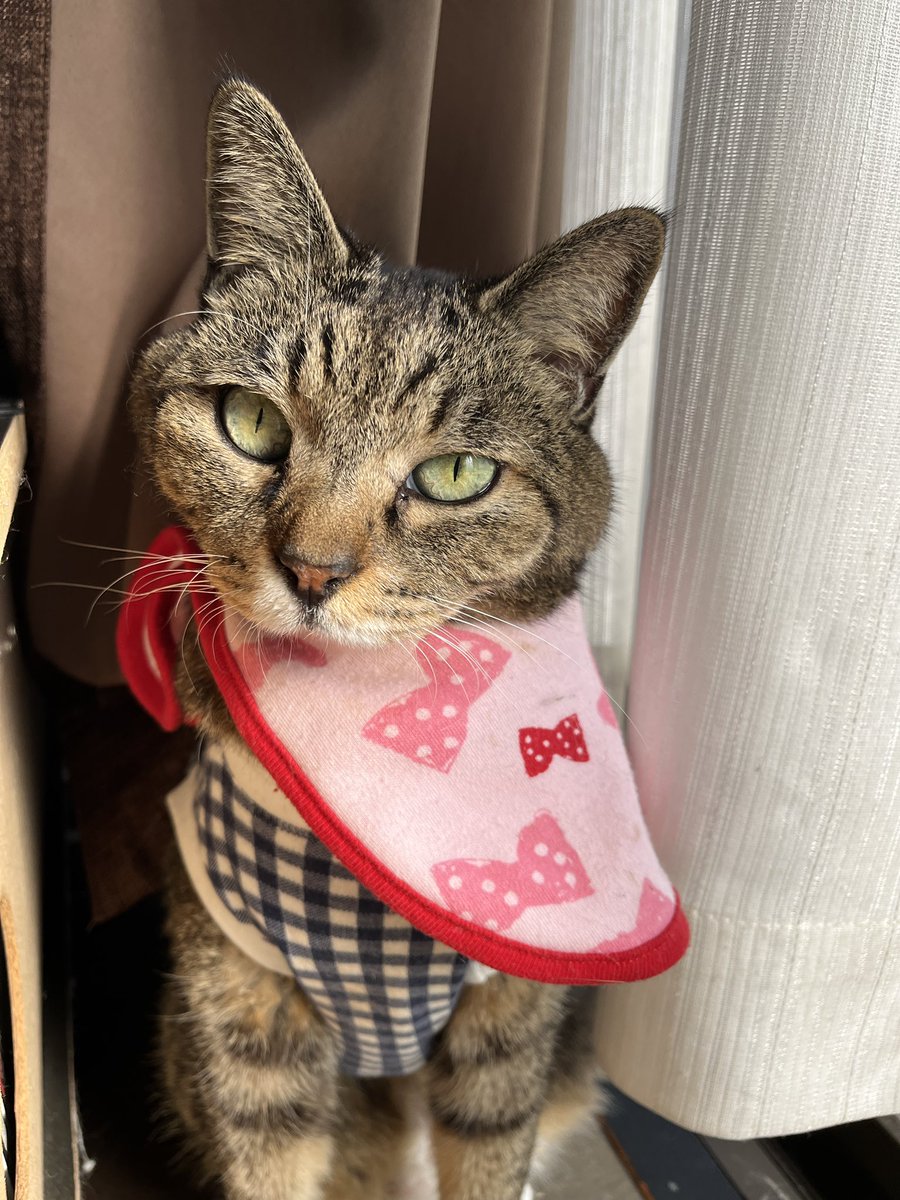 komu___0508's tweet photo. むーはかわいいねえ https://t.co/fH8P7EU7m2