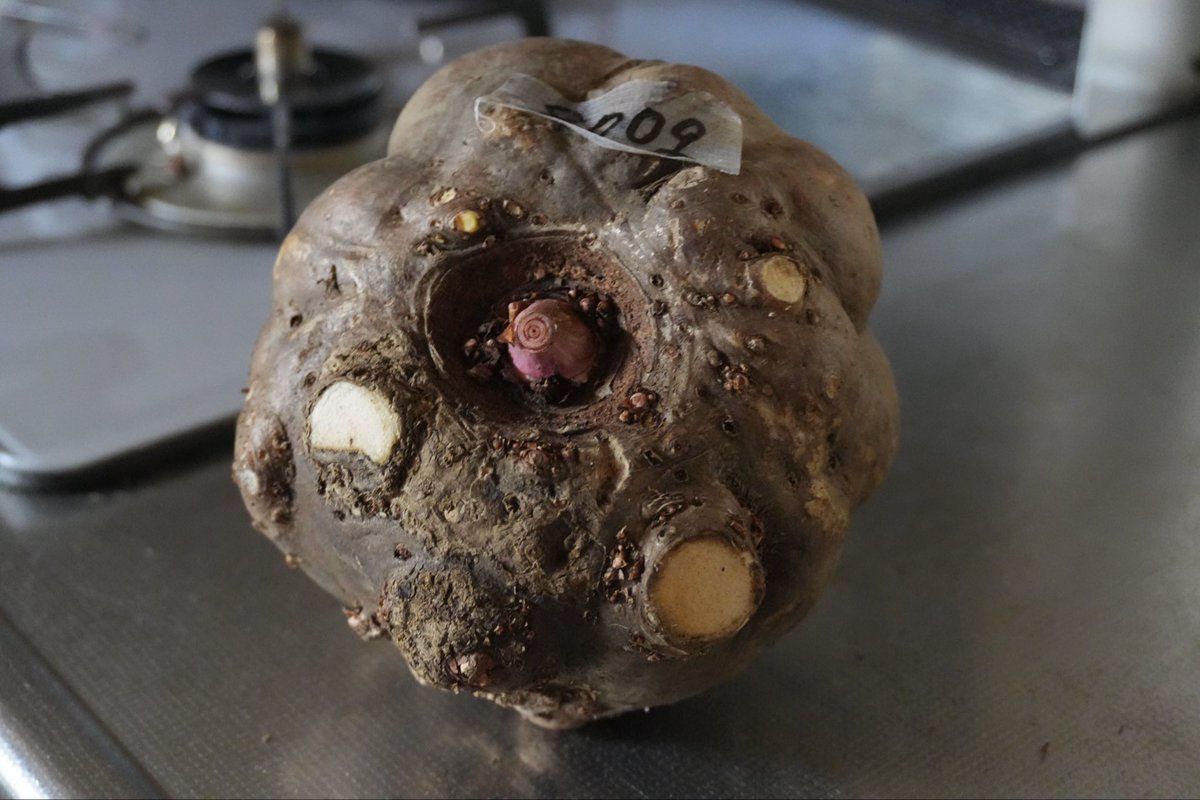 こんにゃく芋買ってきたのでそのうちこんにゃく作ってモツ煮作る予定