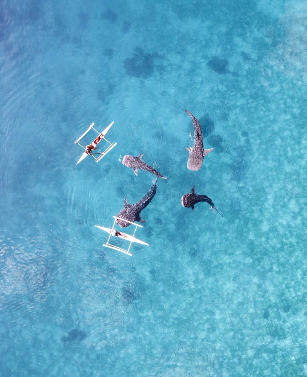 Cebu, Philippines  #Whalesharks #Aerial