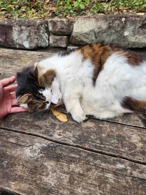 猫を浴びる者