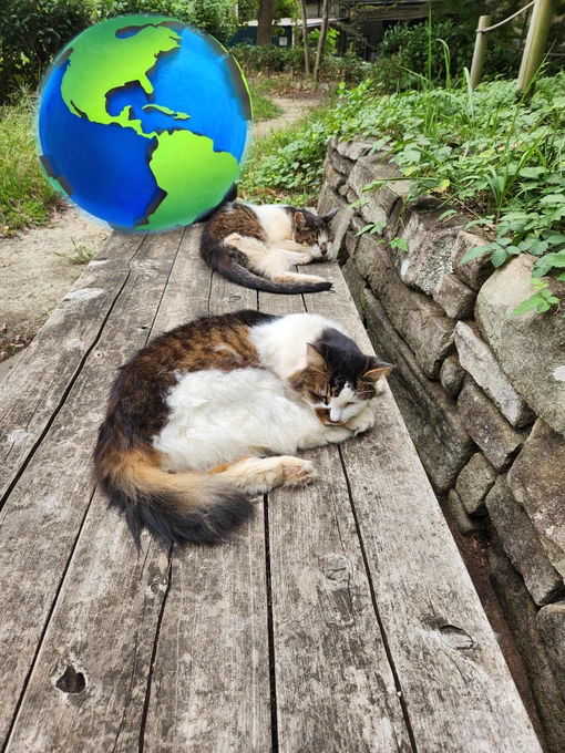 猫を浴びる者