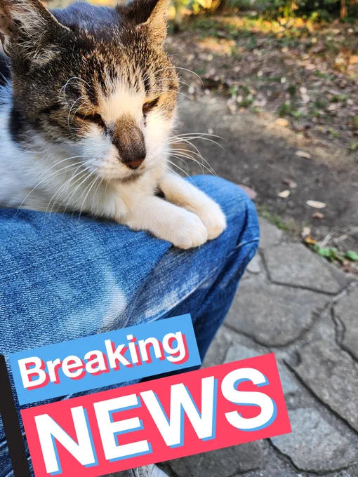 猫を浴びる者